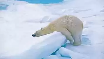 Cruises Arctic