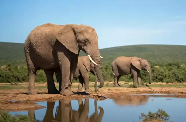 At Addo Elephant Park