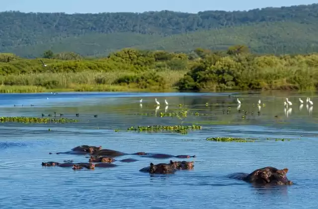 At iSimangaliso Wetland Park