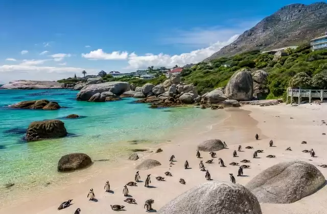 On the Cape Peninsula
