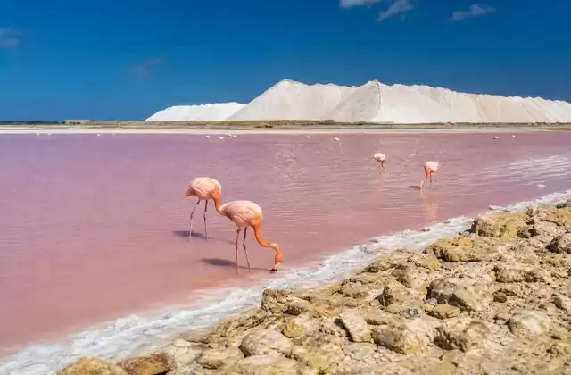 Bonaire's salt flats