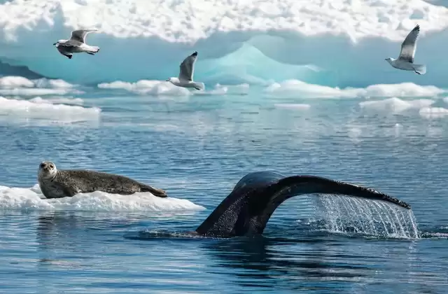 In Disko Bay