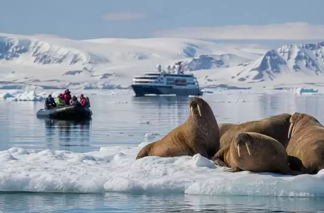 Watching walruses and other megafauna
