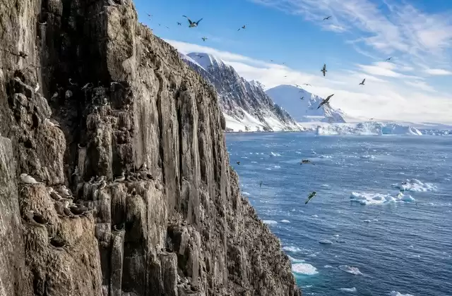 The bird cliffs of Alkefjellet