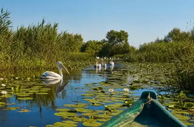 The Danube Delta by small boat