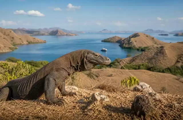 Komodo National Park