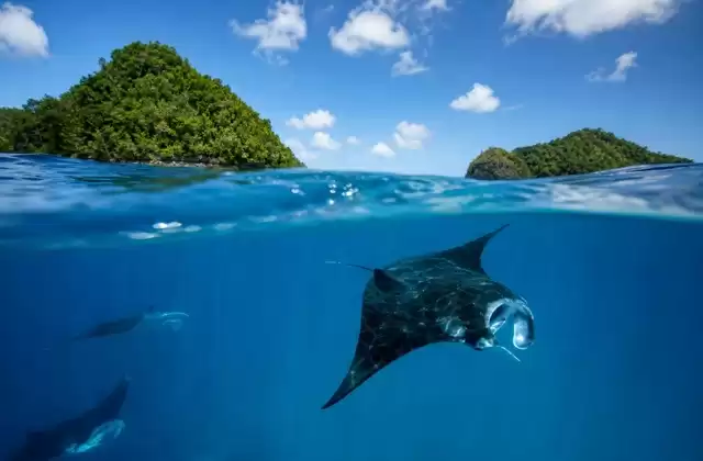 Manta ray channels