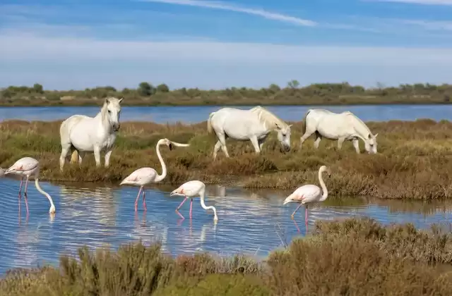 A Camargue excursion from Arles
