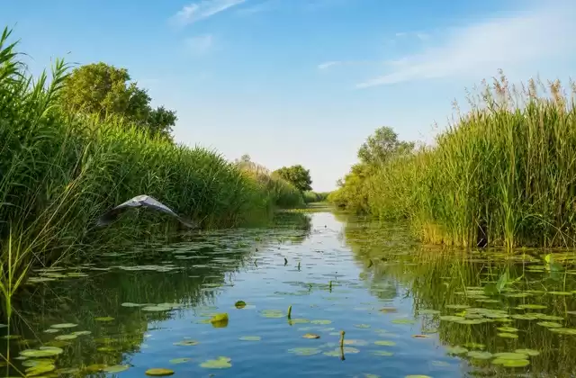 Delta channels